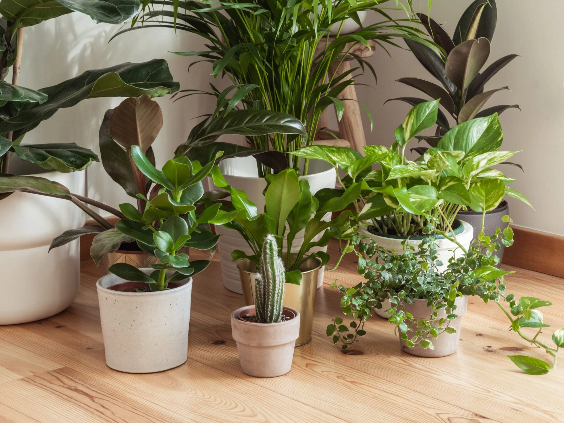 interior of with many different houseplants inter 2023